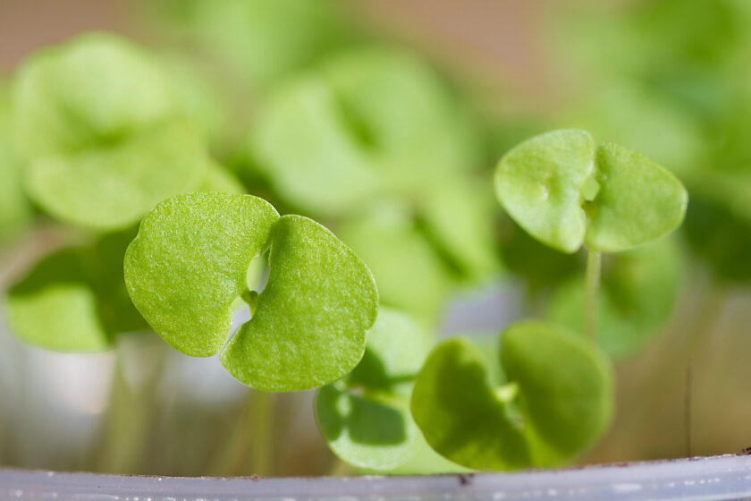 Basilikum Keimlinge mit frischen grünen Keimblättern in einer Anzuchtschale.