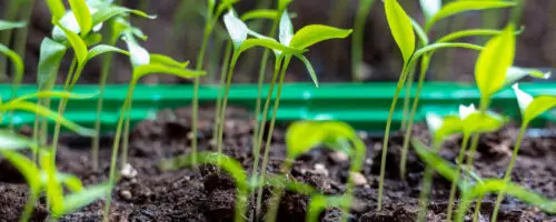 Junge Chili Keimlinge wachsen dicht in Anzuchtschale mit frischer Erde.