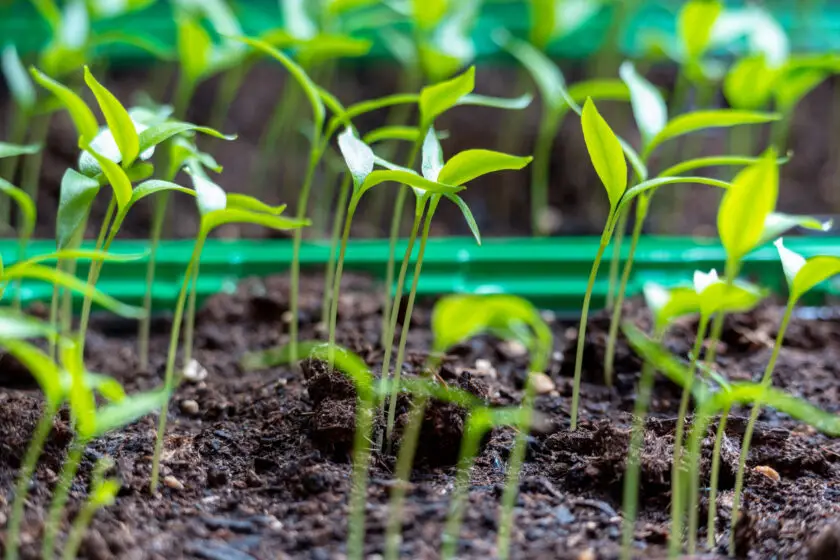 Junge Chili Keimlinge wachsen dicht in Anzuchtschale mit frischer Erde.