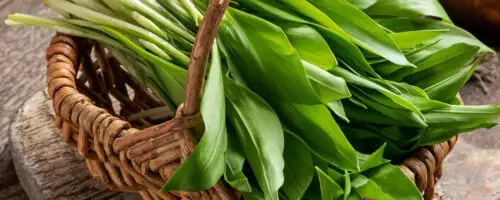 Frischer Bärlauch und Frühlingszwiebeln in einem geflochtenen Korb.