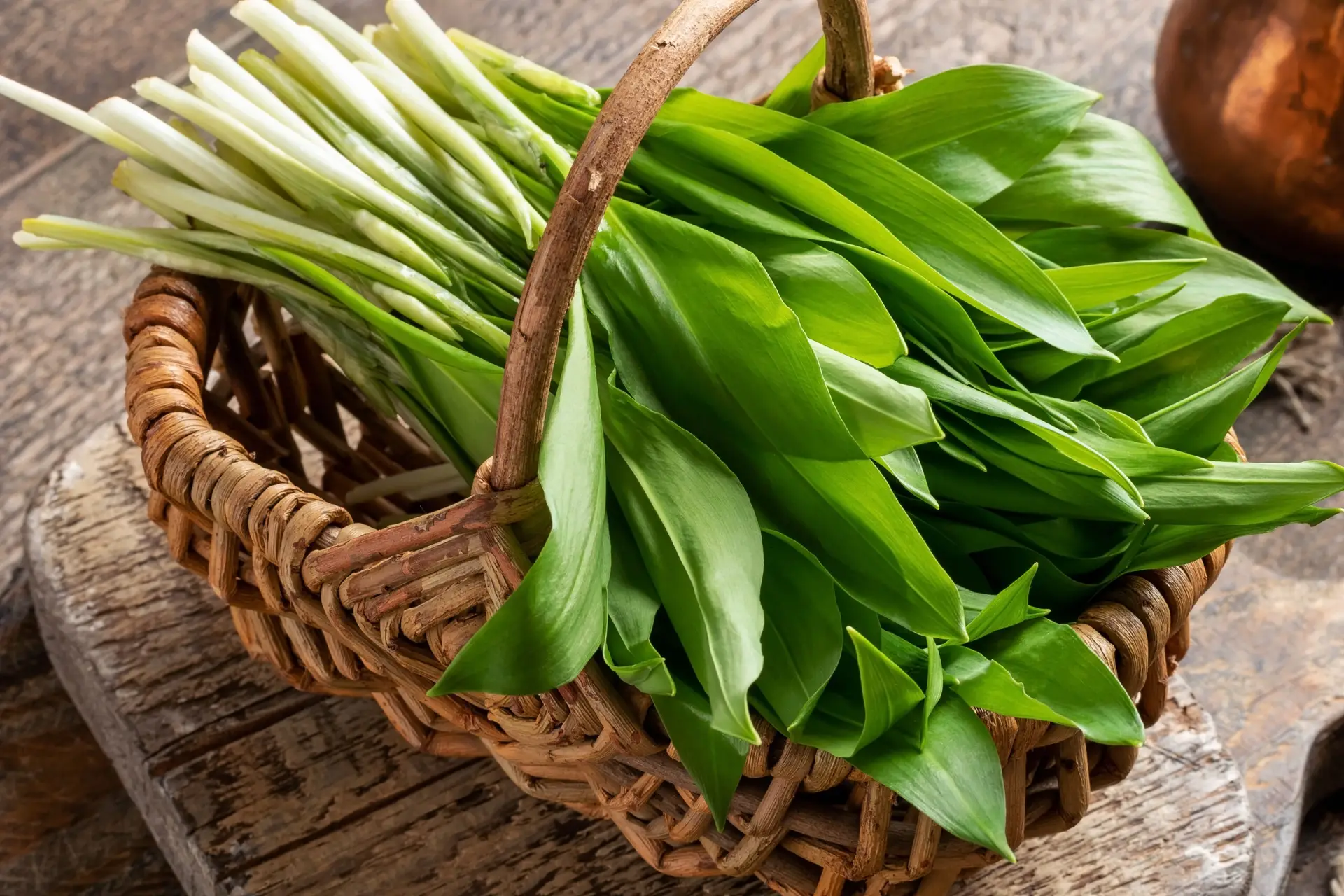 Bärlauch – pflanzen, ernten und sicher sammeln
