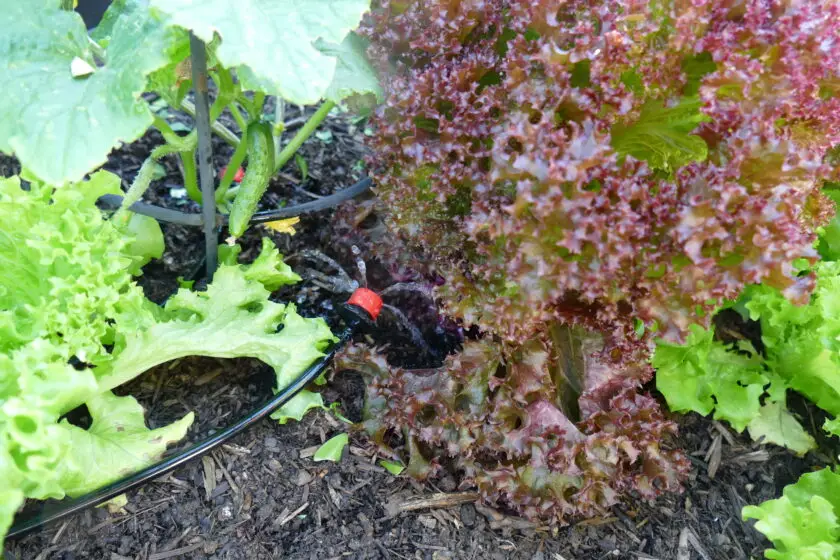 Automatische Bewässerung versorgt Salatpflanzen im Beet gezielt mit Wasser.