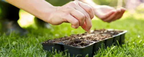 Hand sät Blumensamen in eine Anzuchtplatte mit Erde im Garten.