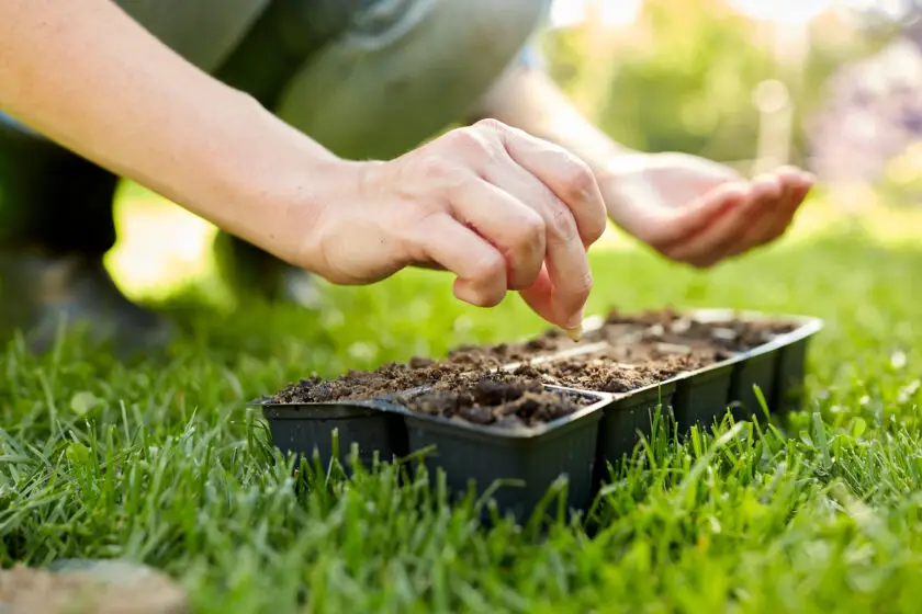 Hand sät Blumensamen in eine Anzuchtplatte mit Erde im Garten.