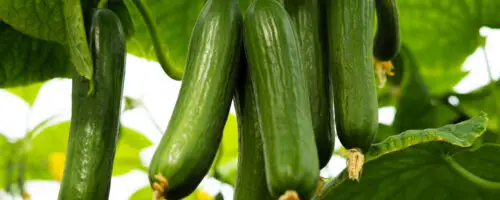 Grüne Gurken hängen reif an der Pflanze im Gewächshaus.