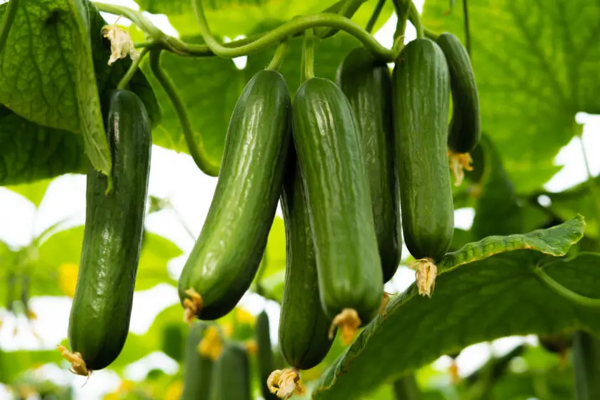 Grüne Gurken hängen reif an der Pflanze im Gewächshaus.