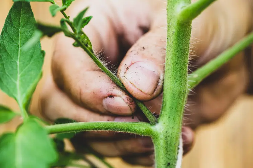Hand bricht Seitentrieb an Tomatenpflanze aus.