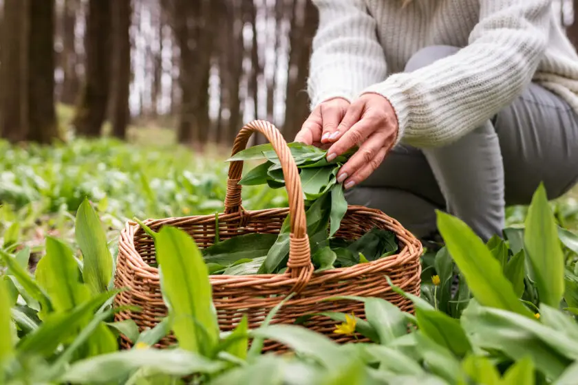 Person sammelt frischen Bärlauch im Wald und legt ihn in einen Korb.