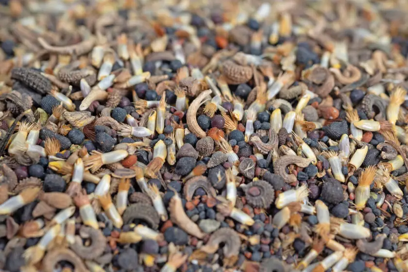 Verschiedene Blumensamen in einer bunten Mischung aus feinen und groben Samen.