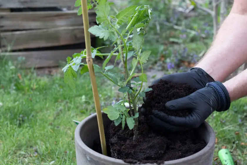 Tomatenpflanze im Topf wird mit frischer Erde aufgefüllt und an einem Stab gestützt.