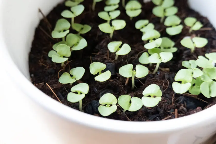Basilikum Keimlinge mit kleinen runden Blättern wachsen dicht in einem Topf mit Erde.