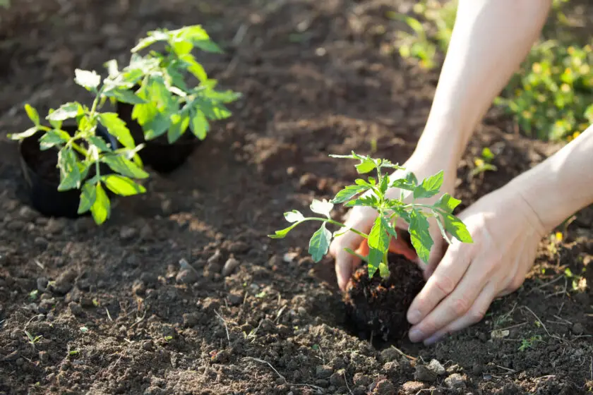 Hände pflanzen junge Tomatenpflanze in lockere Gartenerde.