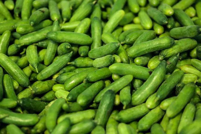 Viele kleine grüne Gurken liegen dicht beieinander in einer Ernte.