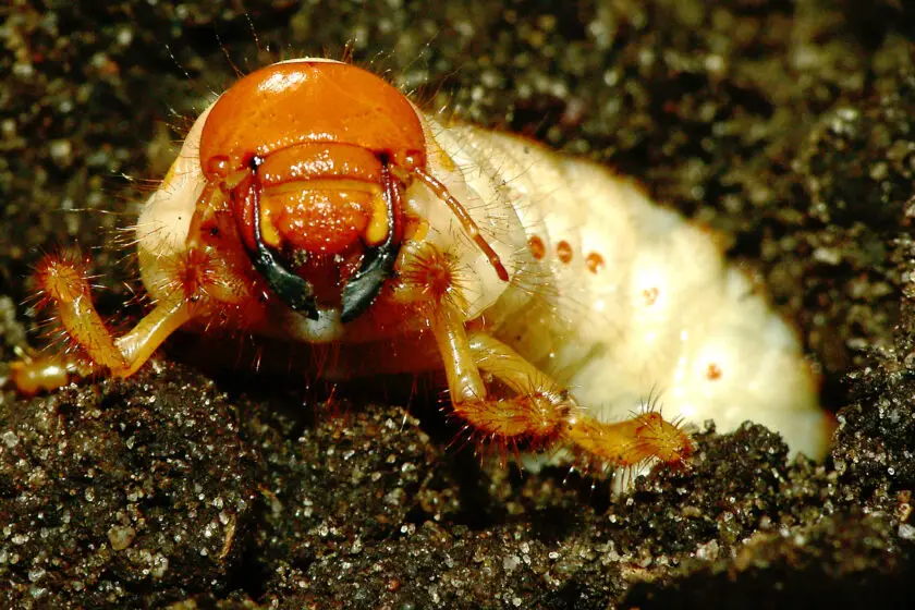 Engerling im Boden mit braunem Kopf und gekrümmtem Körper in Nahaufnahme.