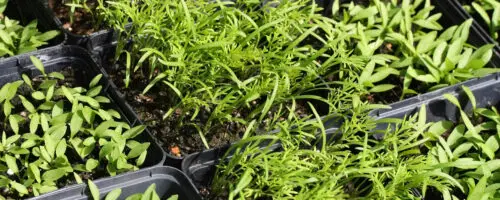 Junge Kräutersämlinge in Anzuchtplatten mit feinen grünen Blättern im Sonnenlicht.