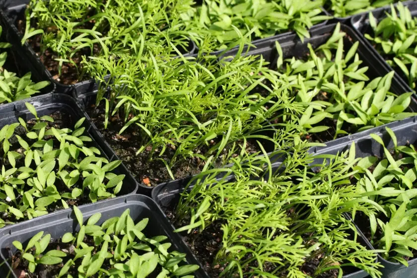 Junge Kräutersämlinge in Anzuchtplatten mit feinen grünen Blättern im Sonnenlicht.