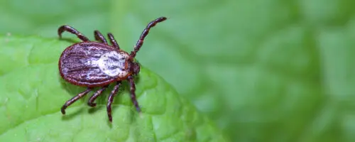 Zecke sitzt auf einem grünen Blatt im Garten in Nahaufnahme.