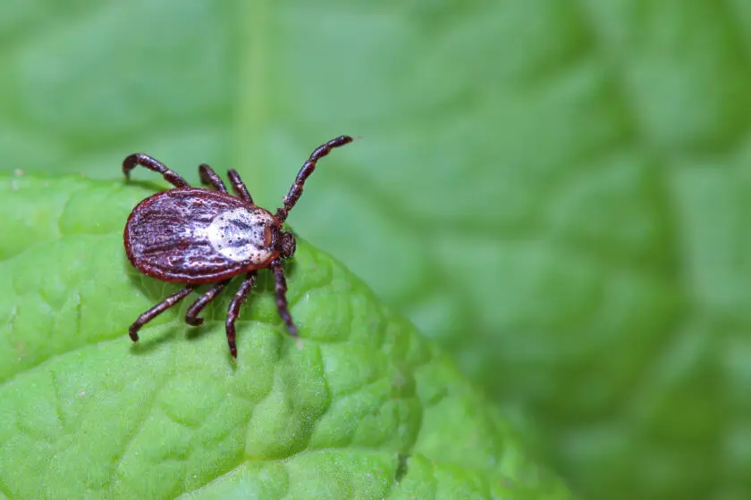 Zecke sitzt auf einem grünen Blatt im Garten in Nahaufnahme.