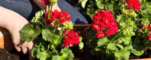 Rote Geranien werden in einen Balkonkasten mit frischer Erde gepflanzt.