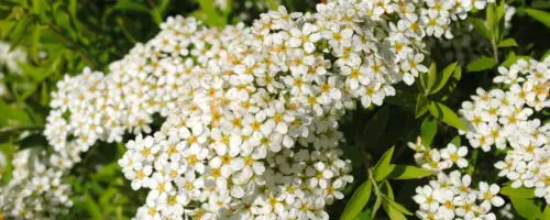 Weiße Blüten einer alpinen Staude in dichten Dolden im Garten.