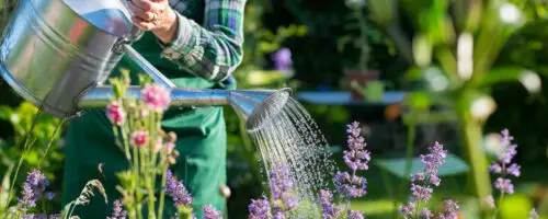 Person gießt blühende Gartenpflanzen mit einer Gießkanne im Beet.