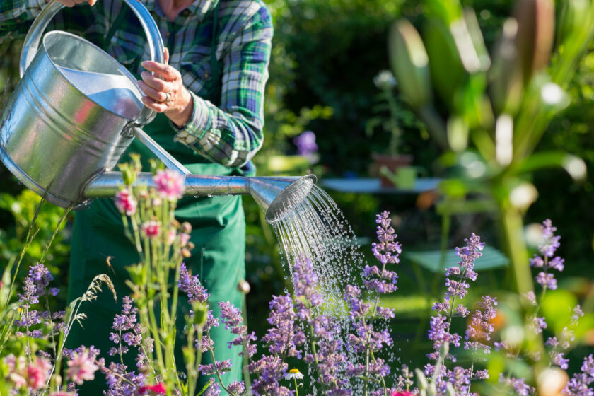 Person gießt blühende Gartenpflanzen mit einer Gießkanne im Beet.