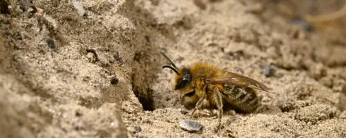Wildbiene gräbt in sandigem Boden an einem Sandarium.