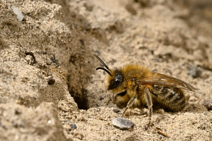 Wildbiene gräbt in sandigem Boden an einem Sandarium.