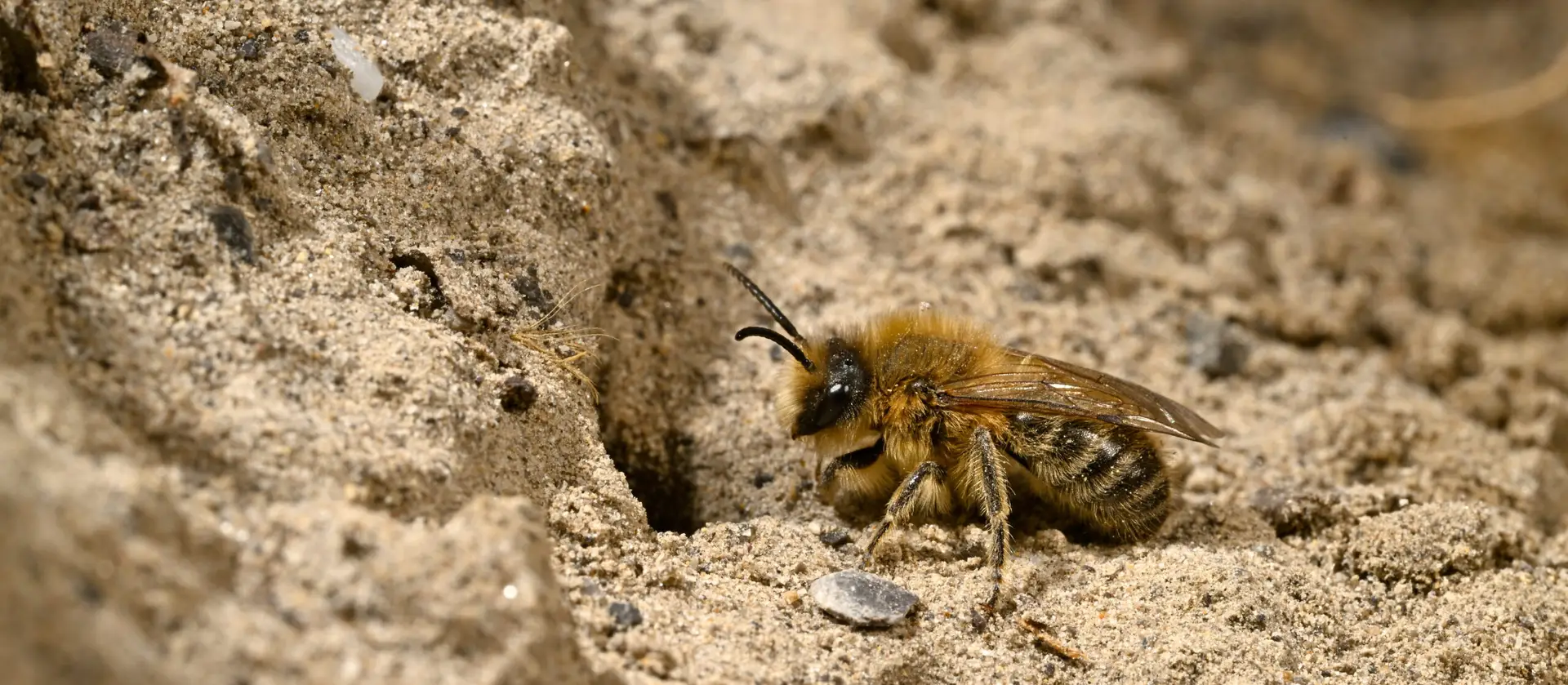 Sandarium – offene Bodenstellen für Wildbienen