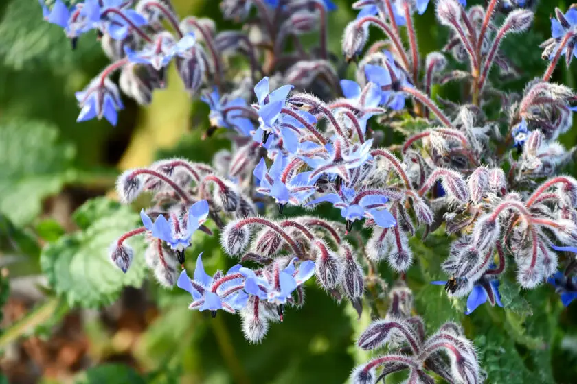 Borretsch mit blauen sternförmigen Blüten und behaarten Stängeln im Garten.