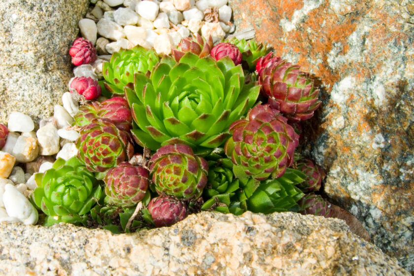 Hauswurz wächst als rosettige Sukkulente zwischen Steinen im Garten.