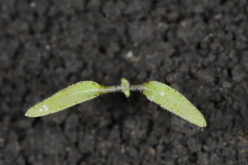 Kleiner Keimling mit zwei Keimblättern wächst aus dunkler Erde.