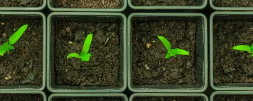 Junge Keimlinge wachsen in kleinen Pflanztöpfen mit dunkler Erde.