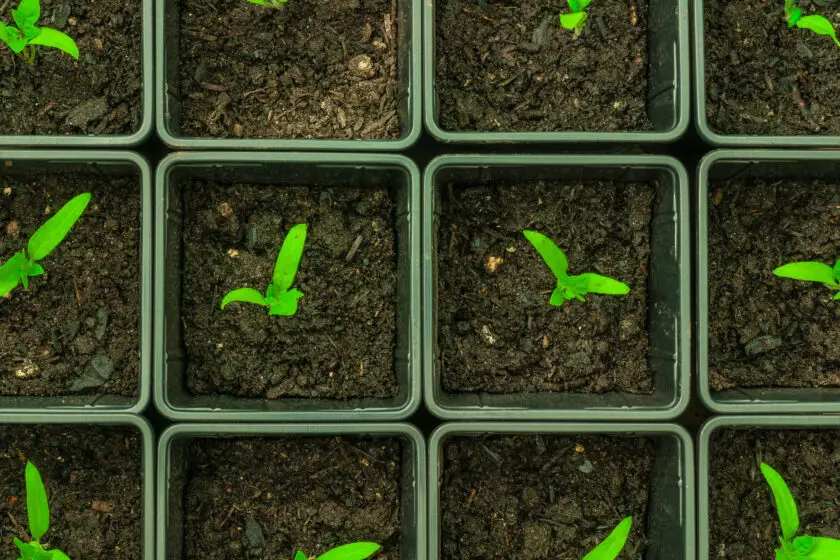 Junge Keimlinge wachsen in kleinen Pflanztöpfen mit dunkler Erde.