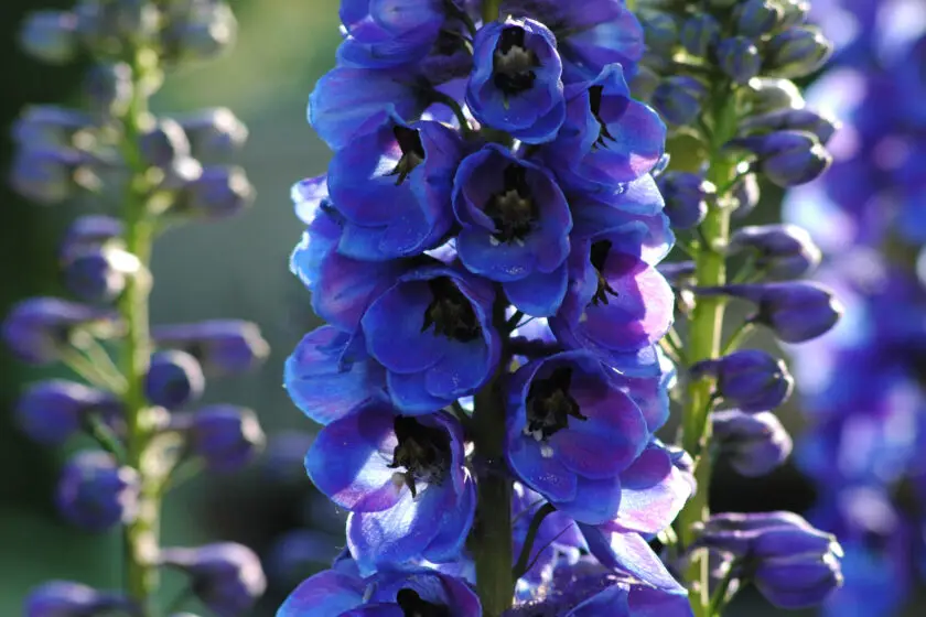 Blauer Rittersporn mit dicht stehenden Blüten an einem hohen Blütenstand.