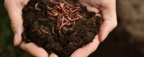 Hände halten feuchte Erde mit vielen roten Kompostwürmern.