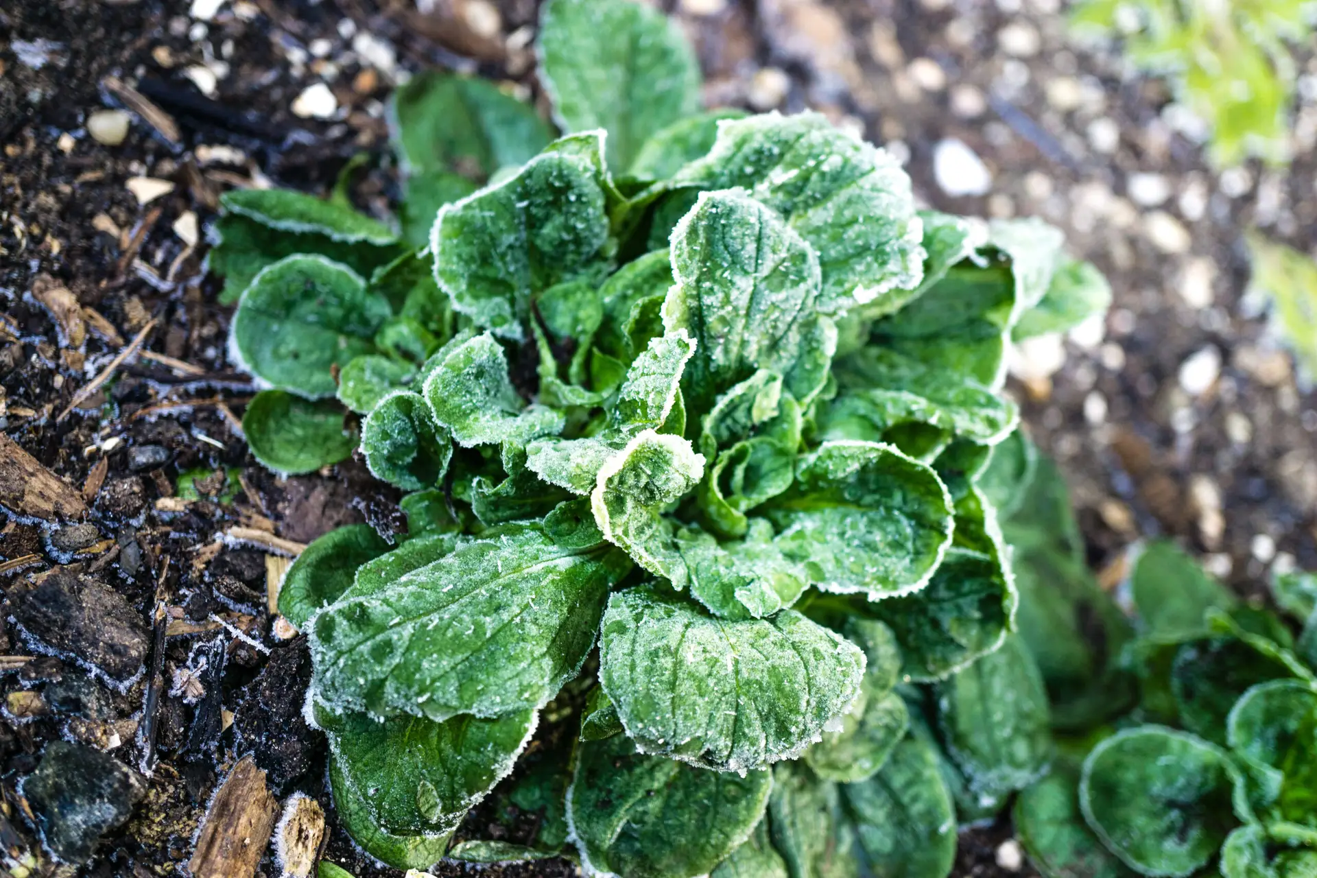 Eisheilige – frostige Mainächte mitten im Frühling