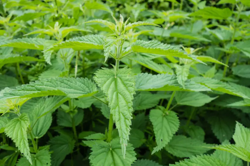 Grüne Brennnesseln mit gezähnten Blättern in einem naturnahen Gartenbereich.