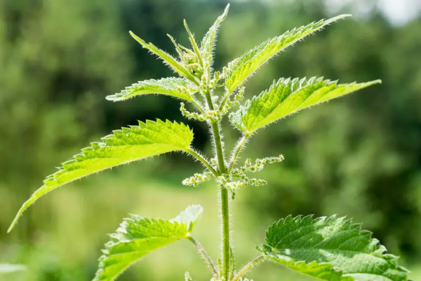 Grüne Brennnessel als Zeigerpflanze auf nährstoffreichem Boden im Garten.