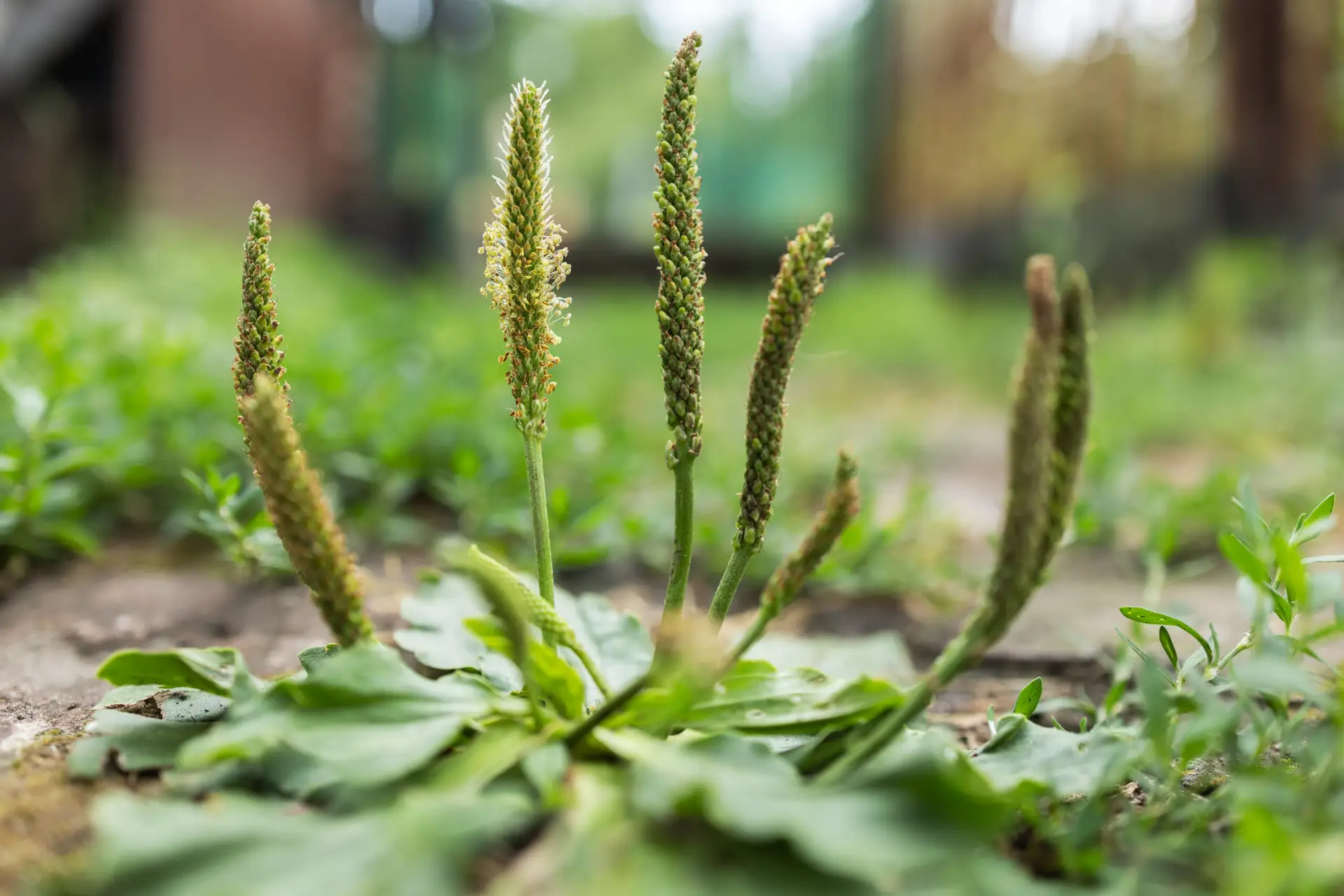 Was wilde Pflanzen über deinen Gartenboden verraten