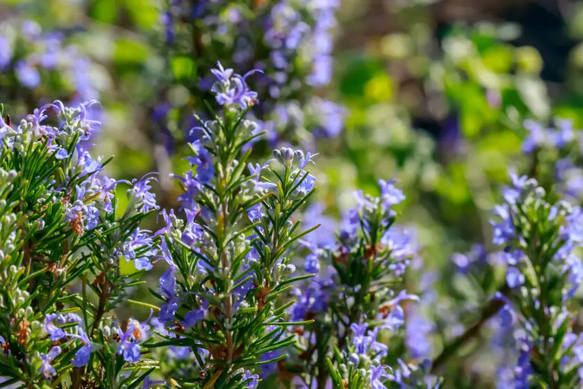 Blühender Rosmarin mit violetten Blüten bei der Kräuteraussaat im Juni.