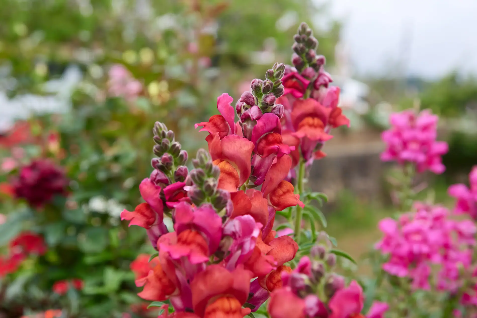 Blumenaussaat im Juni – neue Farbe fürs Beet