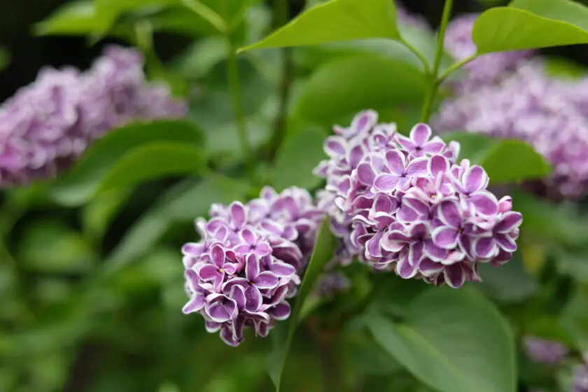 Lila Fliederblüten mit weißem Rand an einem blühenden Strauch im Garten.