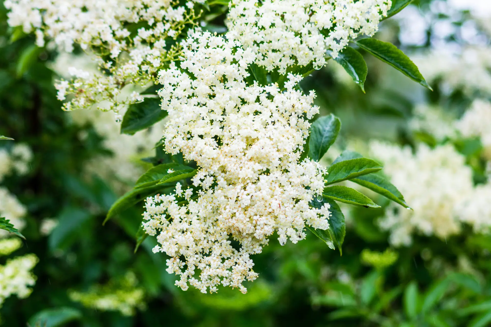 Holunderblüten – auch in der Küche ein Highlight