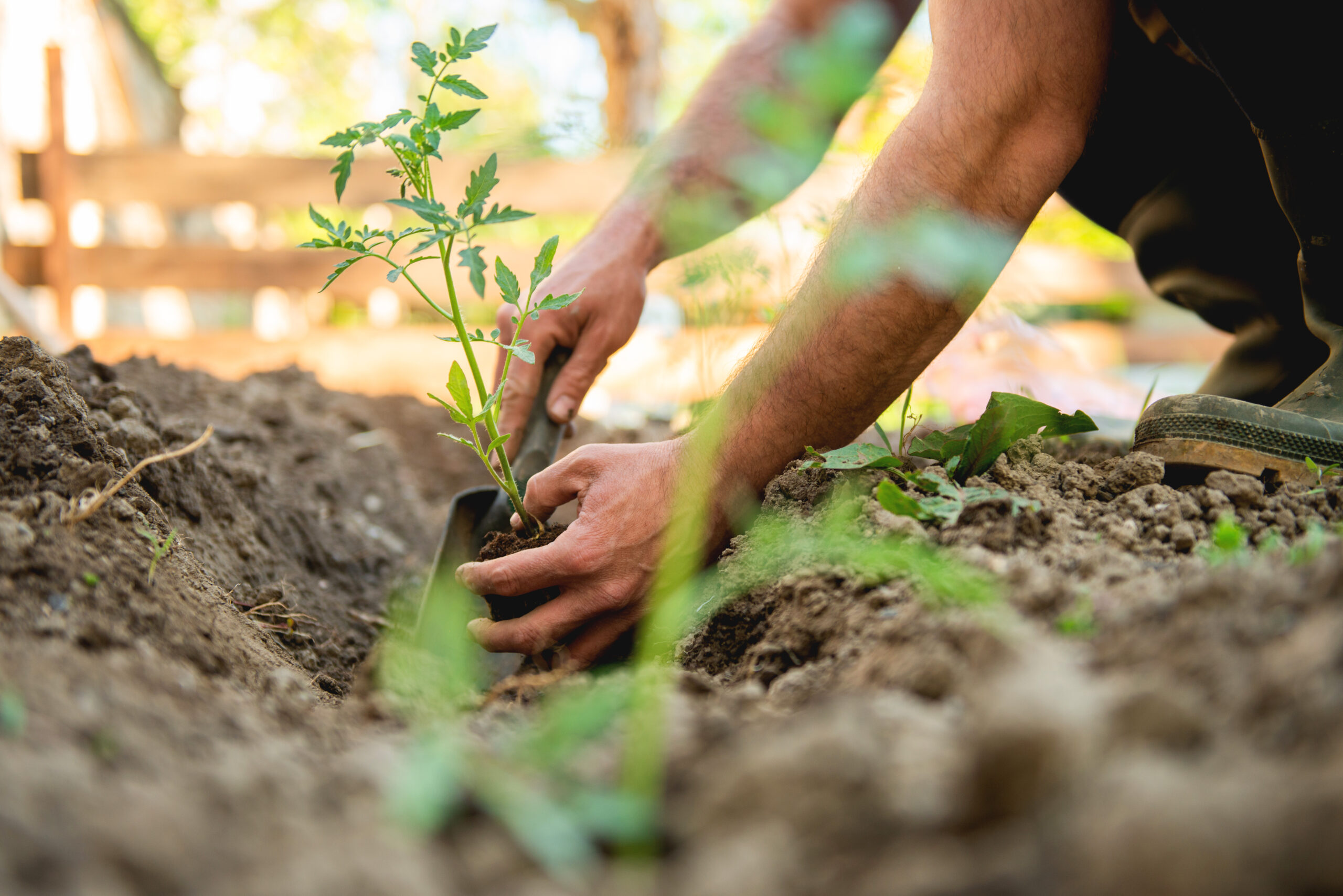 Dein Garten im Juni – die wichtigsten Aufgaben auf einen Blick