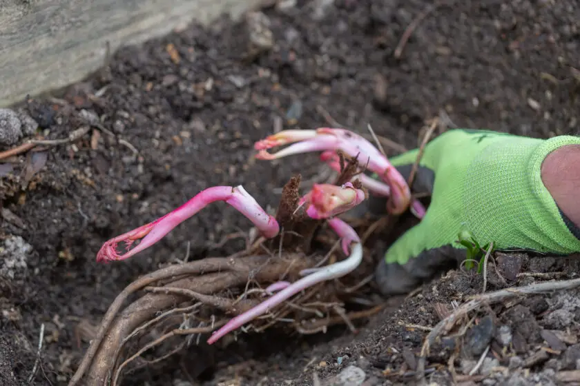 Pfingstrosenwurzel mit jungen Trieben wird im Garten in lockere Erde gepflanzt.