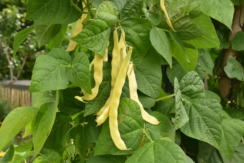 Verschiedene Stangenbohnen Sorten wachsen an kräftigen Rankpflanzen im Garten.