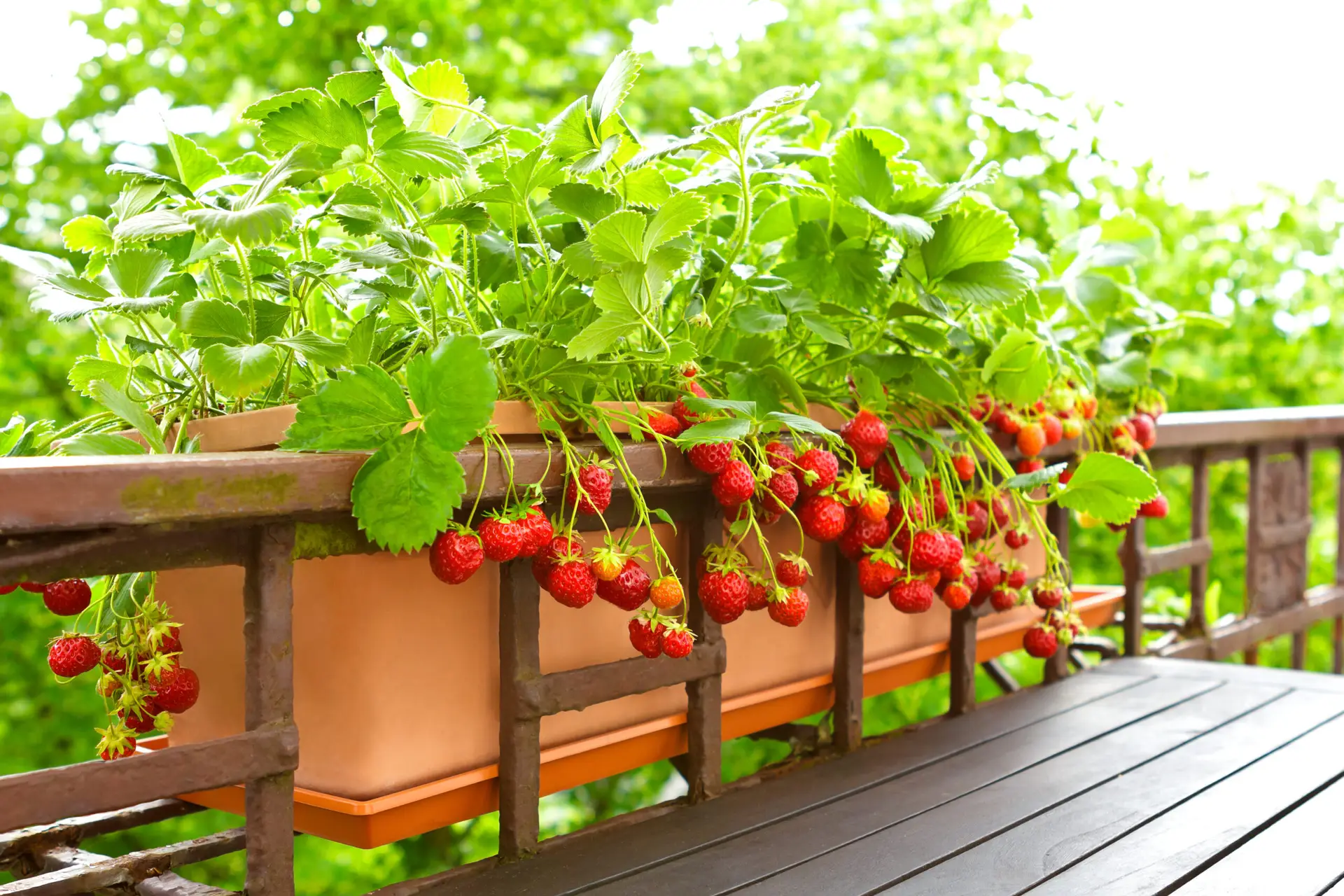 Dein Balkon im Juni – Blüten, Pflege und erste Ernten