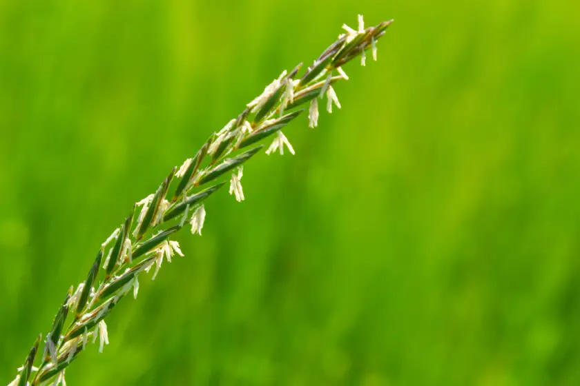 Quecke als Zeigerpflanze mit blühender Ähre auf grüner Wiese.
