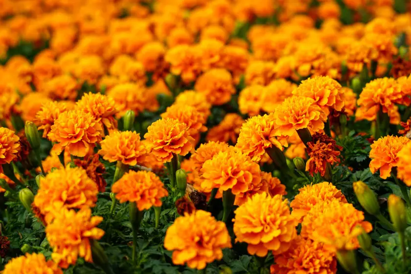 Orangerote Studentenblumen blühen dicht im Beet bei der Blumenaussaat im Juni.